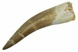 Fossil Plesiosaur (Zarafasaura) Tooth - Morocco #297993-1